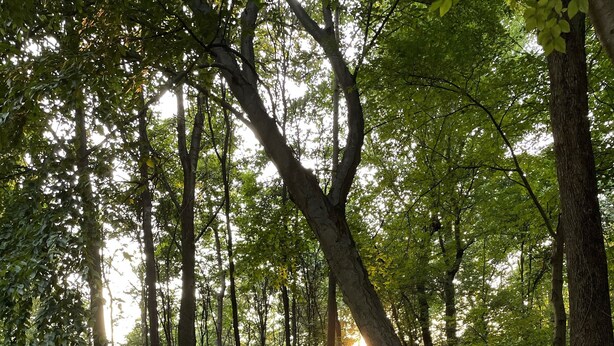 Een hottub in een bebost gebied, met bomen en zonnestralen die erdoorheen schijnen.