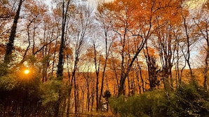 Een boslandschap met herfstbladeren op de grond en bomen met oranje bladeren.
