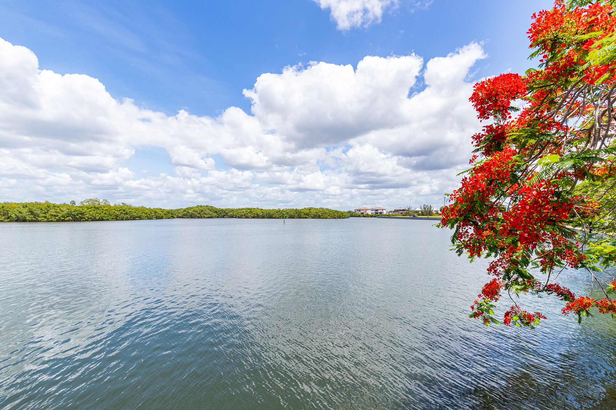 A calm lake with a clear sky and a tree with red flowers on the right.