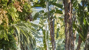 A pathway lined with palm trees and lush greenery, leading to a building with a modern architectural style. - Fairmont Miramar Bungalows (Santa Monica)