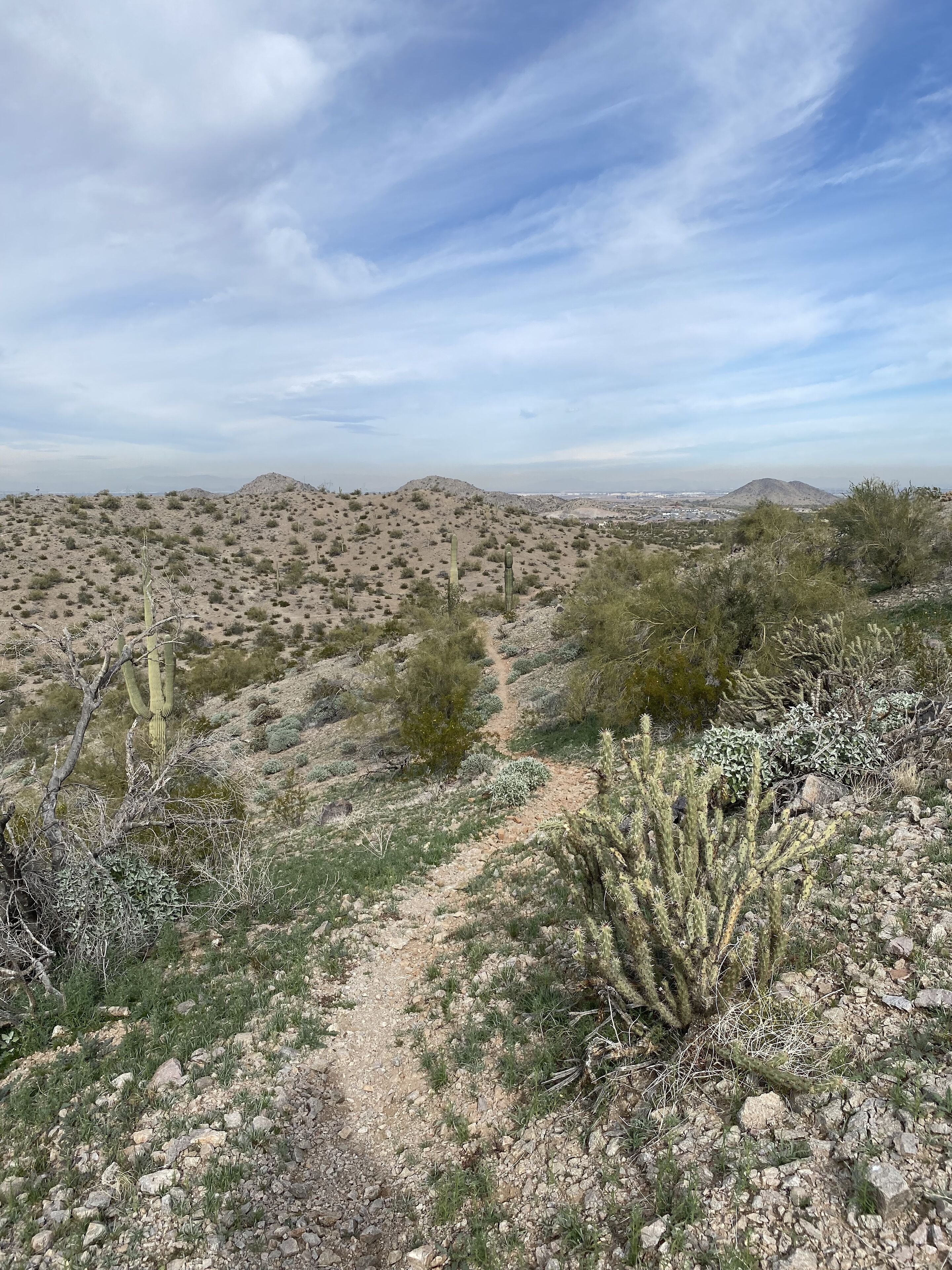 A desert landscape with sparse vegetation and a clear sky.