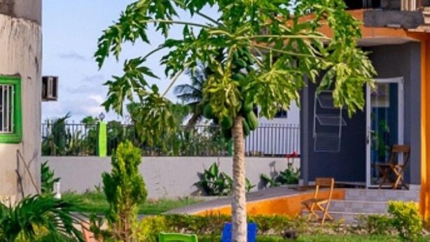 Une cour avec un palmier, un petit jardin et un bâtiment doté d’une porte et de fenêtres.