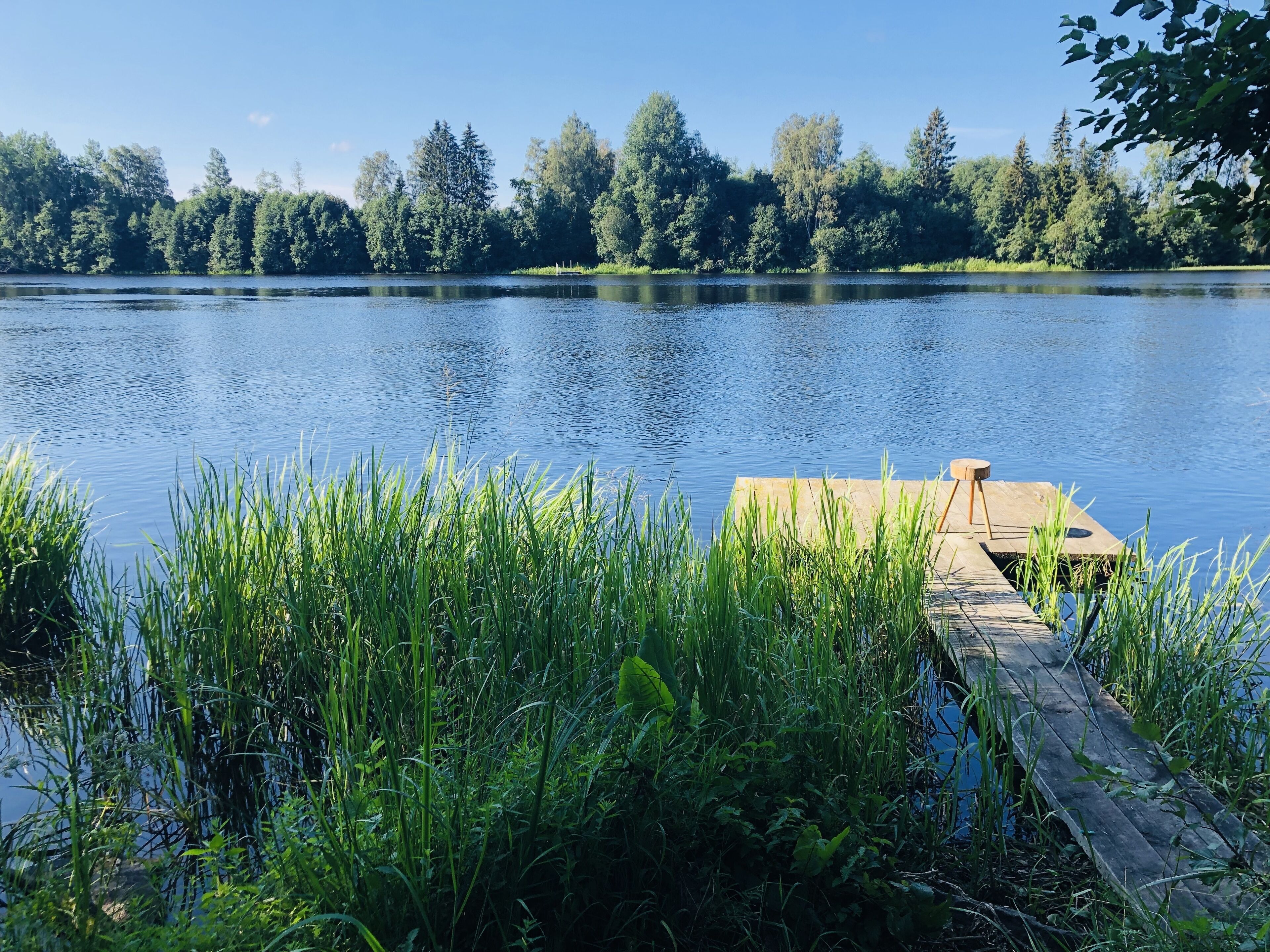 A wooden dock extending into a calm lake surrounded by dense greenery and trees.