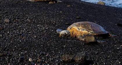 #11 Colony One at Sea Mt. Punalu`u