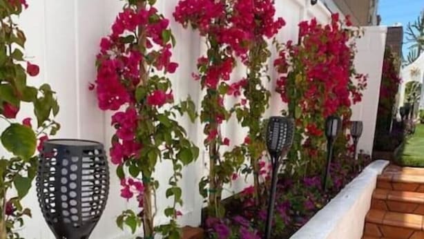 Un jardín con enredaderas de buganvilla y una pared blanca.