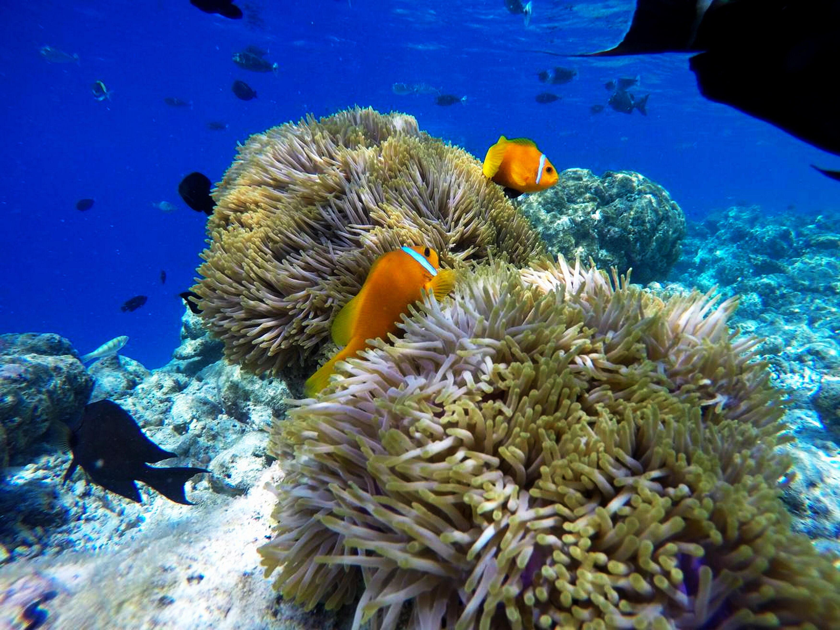 Foto - Adroit Beach Inn