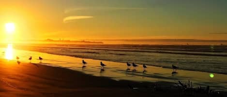 Playa en los alrededores, camastros y toallas de playa