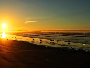 Plage à proximité, chaises longues, serviettes de plage