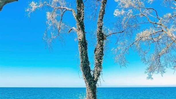 A deck with wooden chairs facing a clear blue sea and a tree with bare branches.
