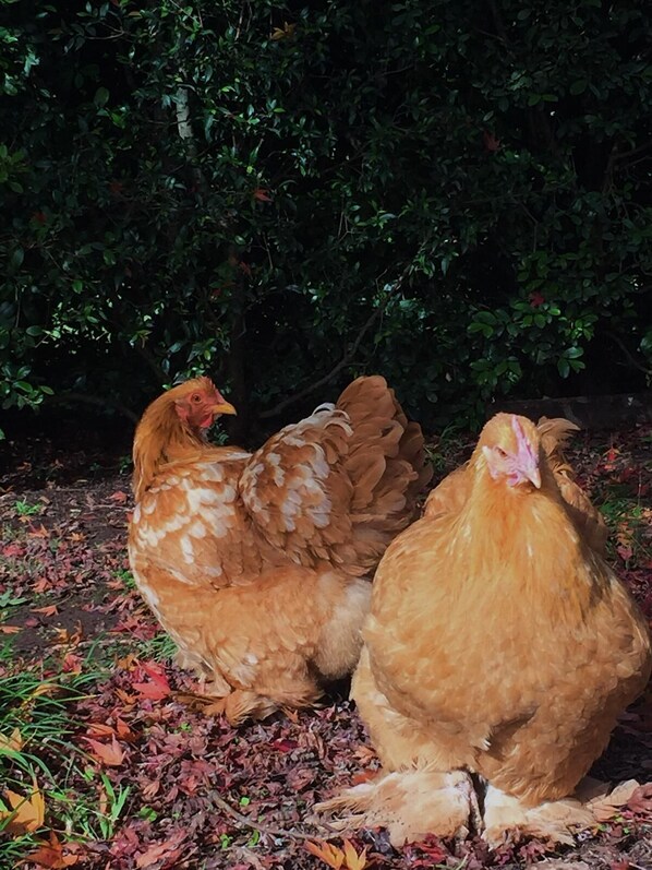 Two chickens on the ground with a dense green hedge in the background. - Tiny Home, Big Views - Farm Stay in Kangaroo Valley (Kangaroo Valley)