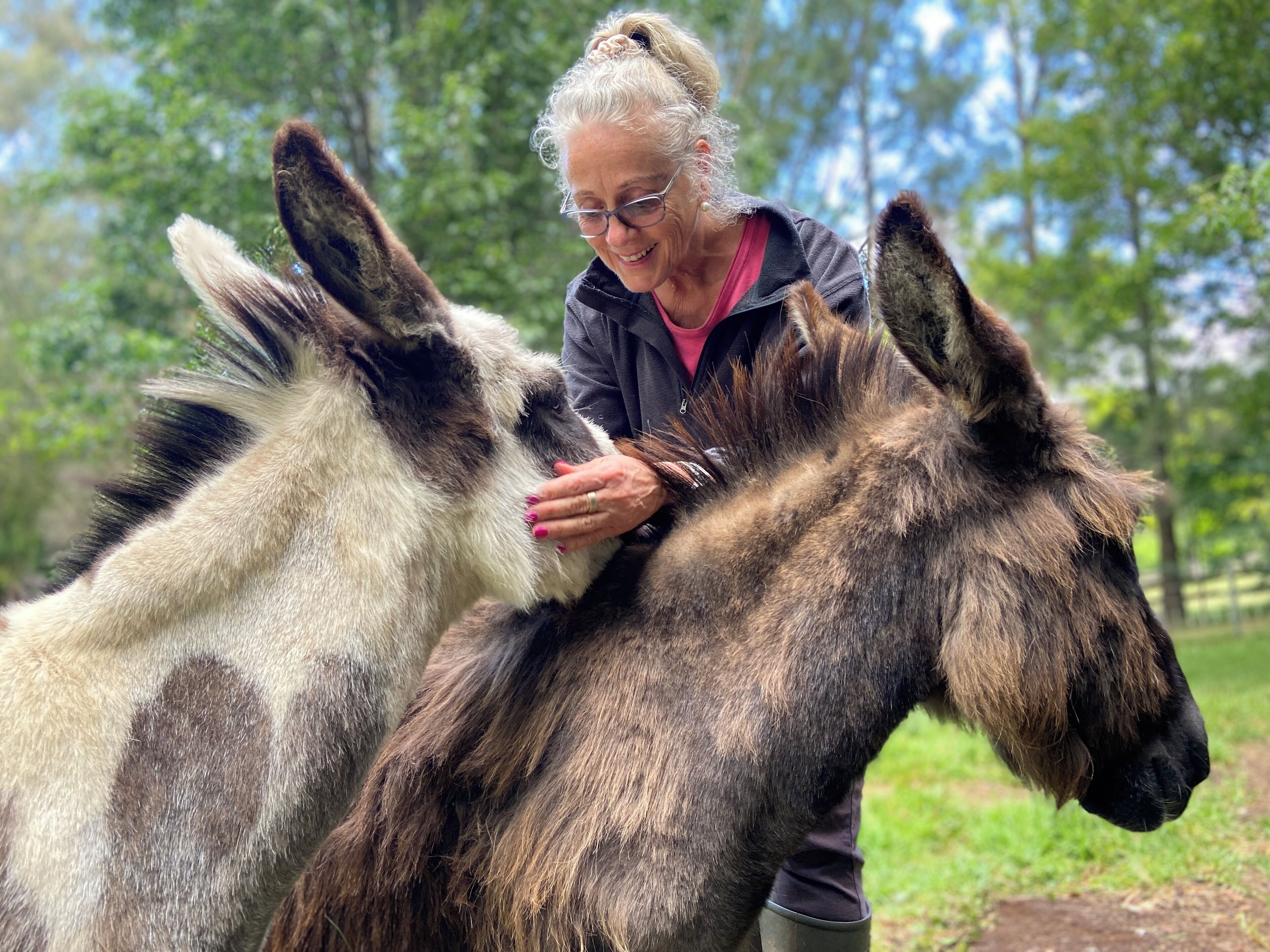 A person petting two donkeys in a grassy outdoor area with trees in the background.