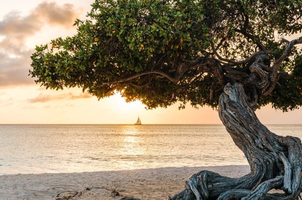 A tree with twisted roots on a beach with a sunset in the background.