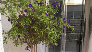Dos grandes macetas con un árbol y flores coloridas frente a la entrada de un edificio.