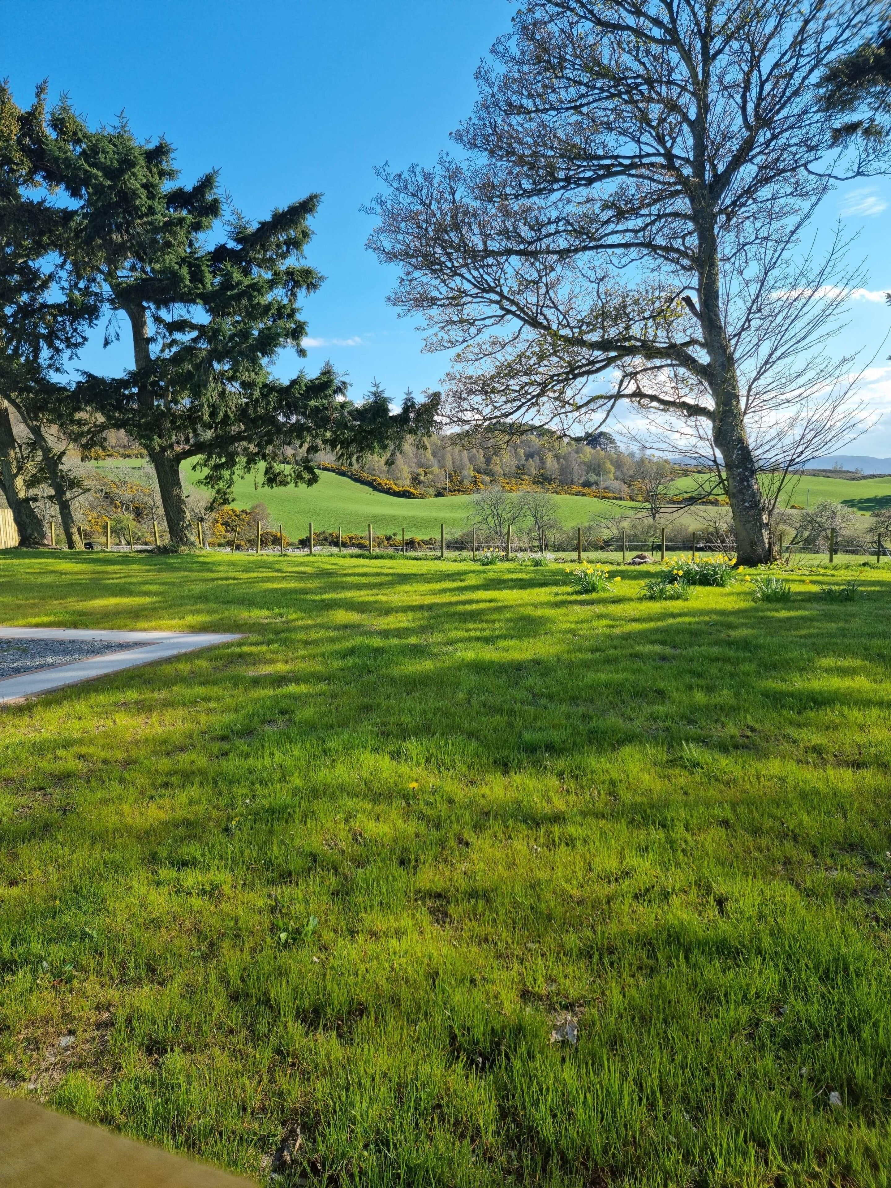 A grassy field with trees and a fence.