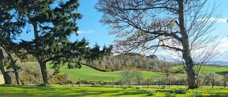 A grassy field with trees and a fence.