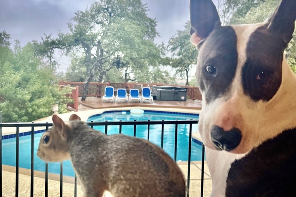 حمّام سباحة خارجي