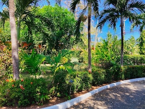 Stroll through the lush garden, surrounded by palm trees and vibrant flowers, along a winding gravel path.