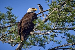 A bald eagle perched on a tree branch with a clear blue sky in the background. - Romantic Retreat in the Treetops of Big Canoe with Hot Tub & Stunning Views! (Jasper)