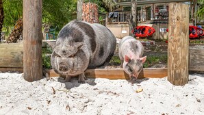 Two pigs in a sandy enclosure with wooden posts, surrounded by greenery and a house with red cars parked outside. - FAMILY FOREST RETREAT, PARADISE AT POINT PLEASANT (Salt Springs)