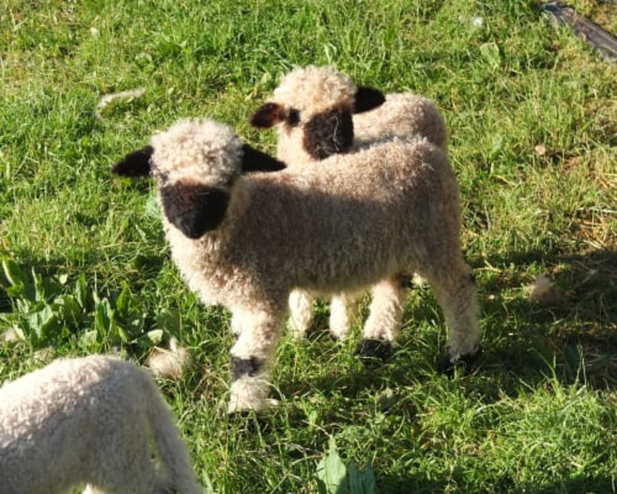 Un champ herbeux où se trouvent deux agneaux.