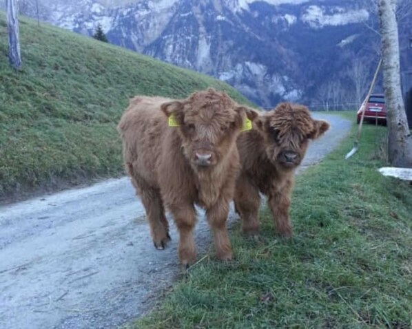 Imagen sin descripción, 1 de 13, botón