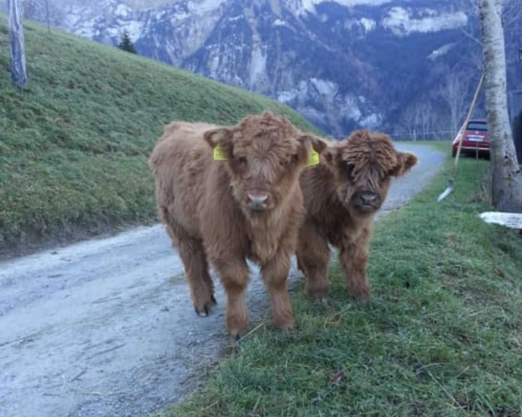 A narrow road with two brown cows with yellow ear tags.