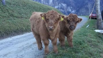 Une route étroite bordée de deux vaches brunes portant des étiquettes jaunes dans l’oreille.