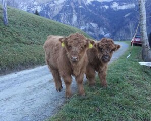 Eine schmale Straße mit zwei braunen Kühen mit gelben Ohrhängern.