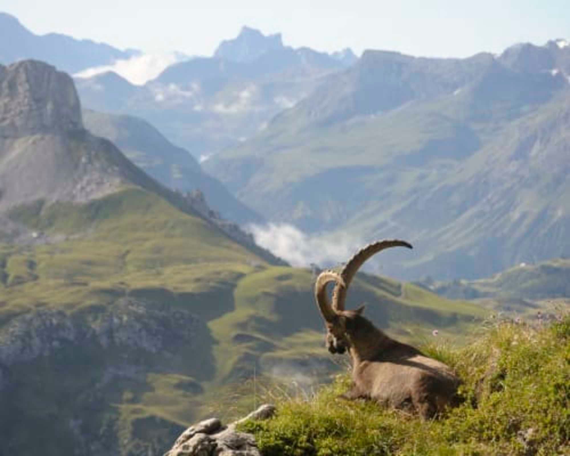 Une chèvre de montagne se trouve sur une colline herbeuse, avec une vallée et des montagnes en arrière-plan.