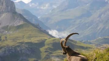 Une chèvre de montagne se trouve sur une colline herbeuse, avec une vallée et des montagnes en arrière-plan.