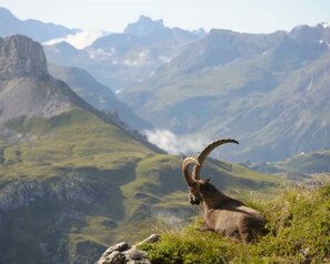 Ein Bergezam auf einer grasbewachsenen Hangkante mit einem Tal und Bergen im Hintergrund.