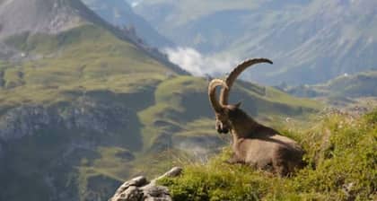 Ferienwohnung Wiesnduft - Panoramahof Bergglück