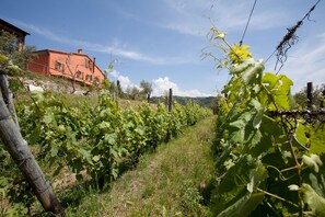 Property grounds - Two-room apartment in farmhouse surrounded by greenery and a few kilometers from the sea (Giucano)