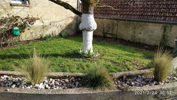Un arbre à l’écorce blanche, situé dans un jardin, avec de l’herbe et de petites plantes.