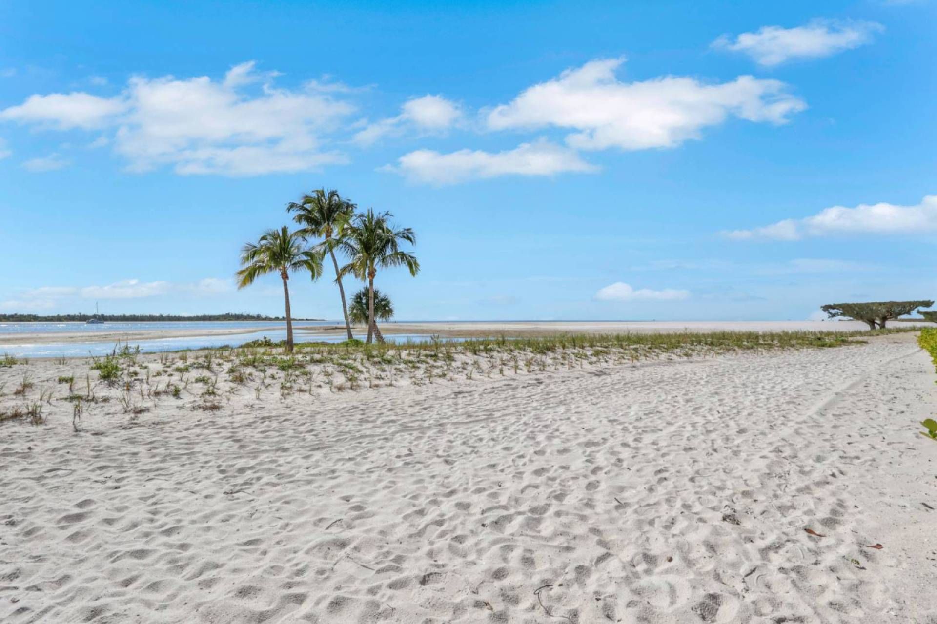 A sandy beach with palm trees and a clear sky.