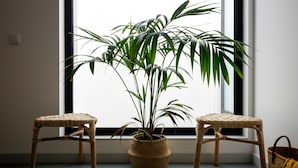 Une pièce avec une grande fenêtre, deux fauteuils en osier et une plante en pot.