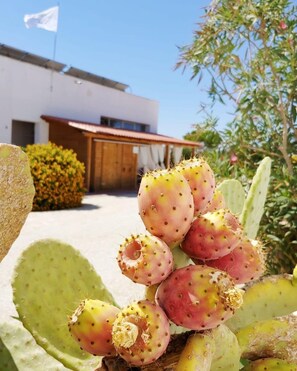 Property grounds - Holiday Apartment in Marsala with Common Pool (Marsala)