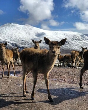 Casa, 2 camas de matrimonio | Jardines del alojamiento