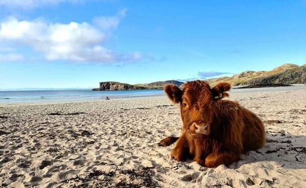 House, 2 Queen Beds | Beach - Cosy 2-bed House in Kinlochbervie (Kinlochbervie)