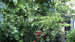 A garden with dense foliage and flowering shrubs. - 80qm Ruhige, Grüne Innenstadtlage 10 Min. zur Pulsierenden Altstadt (Saarlouis)