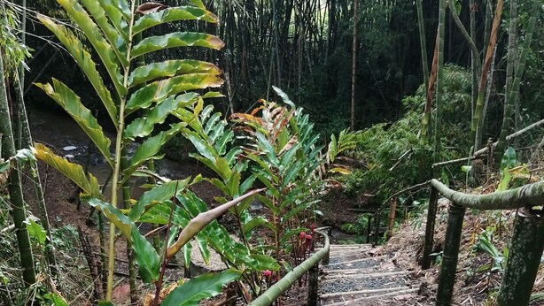 A bamboo-lined pathway in a forested area with a stream in the background. - Finca Hotel la Floresta Verde (Pereira)