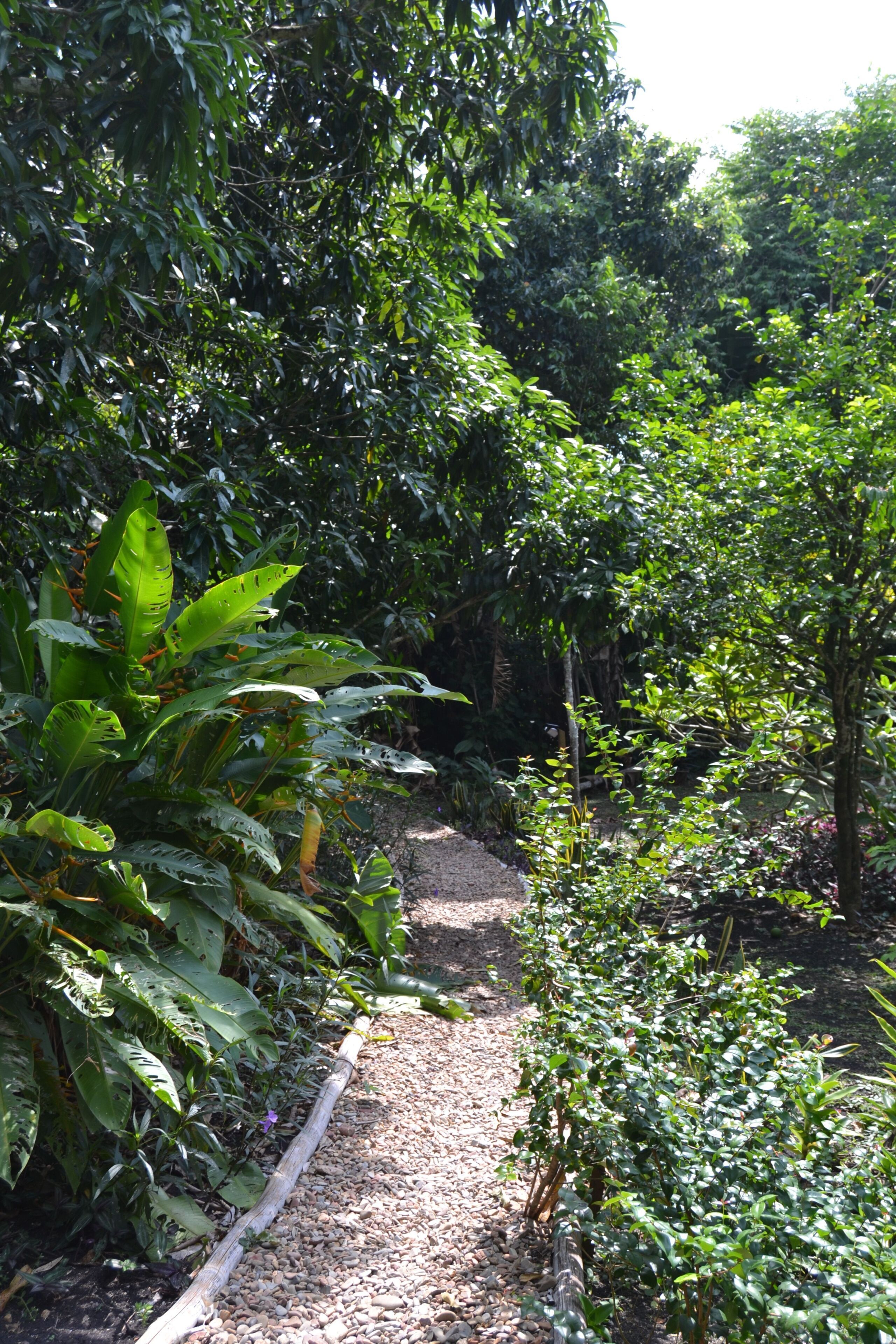 Un camí al jardí envoltat de vegetació abundant i plantes diverses.