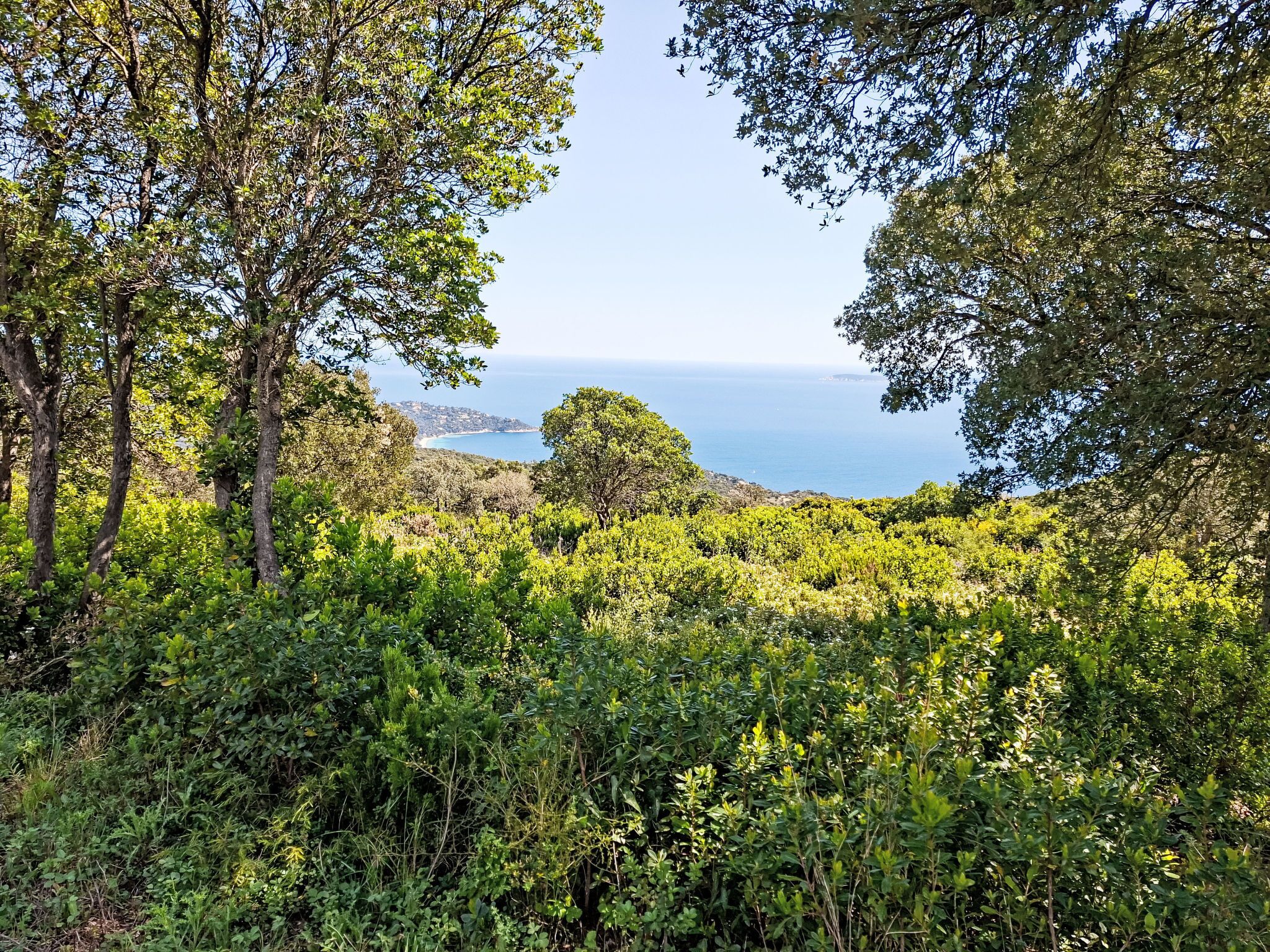 Un paisaje verde exuberante con árboles y vista al mar.
