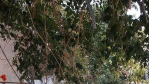Un étroit sentier extérieur menant à un escalier, bordé de plantes en pot et d’une structure en bois.