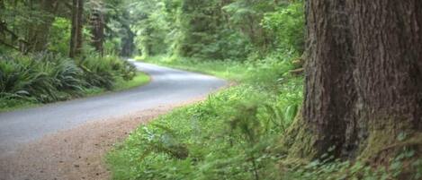 Un camino sinuoso y estrecho rodeado de un bosque denso.