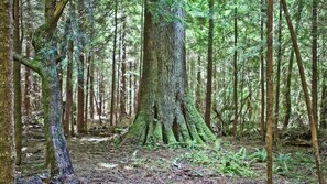 Miscellaneous - Outback Too Rustic Cabin by Olympic National Park (Forks)