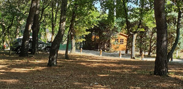 A rustic cabin surrounded by tall trees in a wooded area.