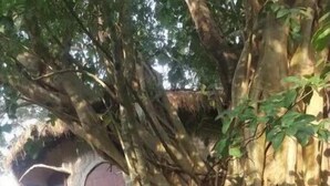 A tree with thick roots and a stone wall in the background. - Rustic Charm Wayanad - The Stump (Treetop Suite) (Appapara)