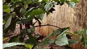 A treehouse with a circular window and a view of the surrounding forest. - Rustic Charm Wayanad - The Stump (Treetop Suite) (Appapara)