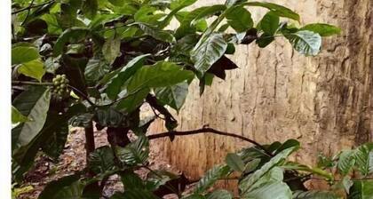 Rustic Charm Wayanad - The Stump (Treetop Suite)